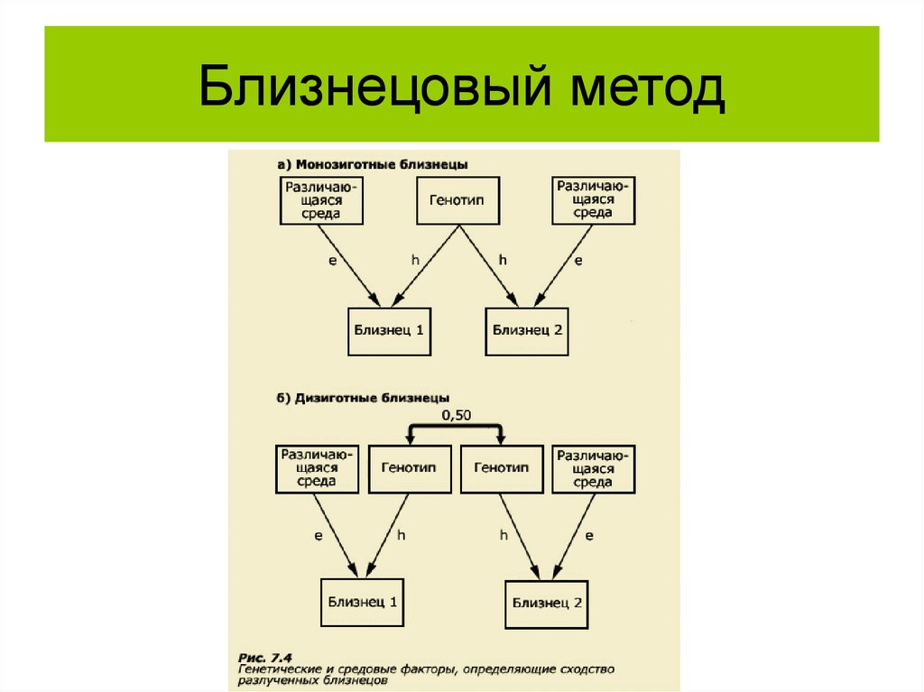 Близнецовый метод изучения наследственности человека презентация