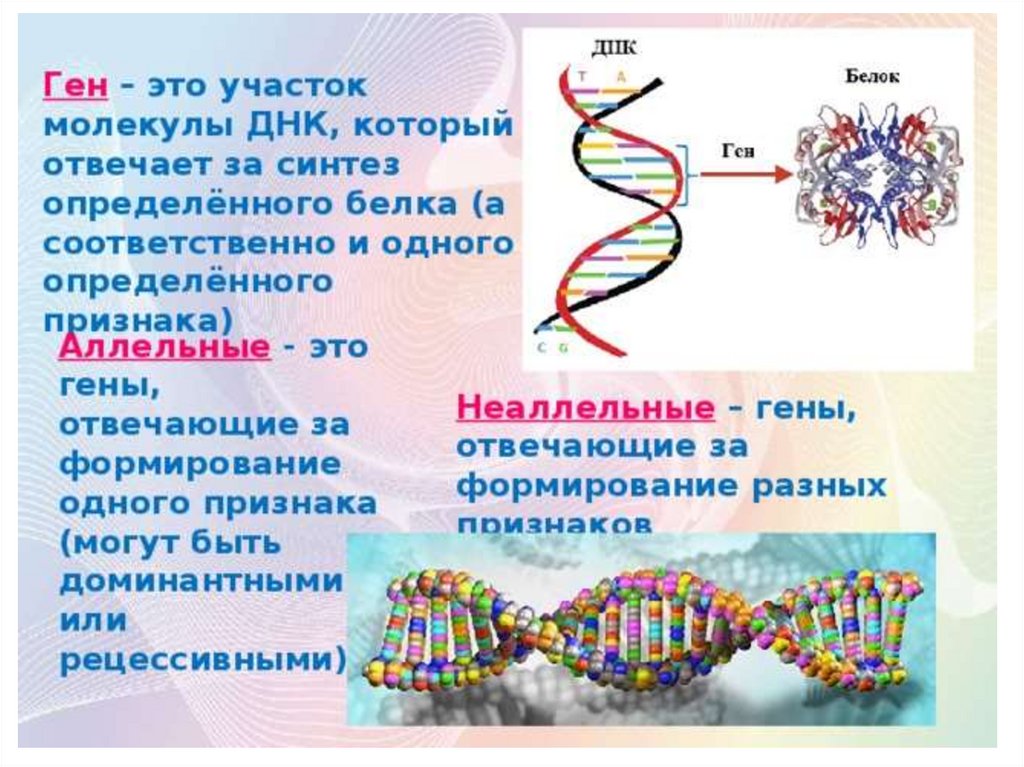 Структура белка закодирована в молекуле днк. Ген это участок молекулы ДНК. Гены хромосомы геном. Гены это в биологии. Ген это в биологии.