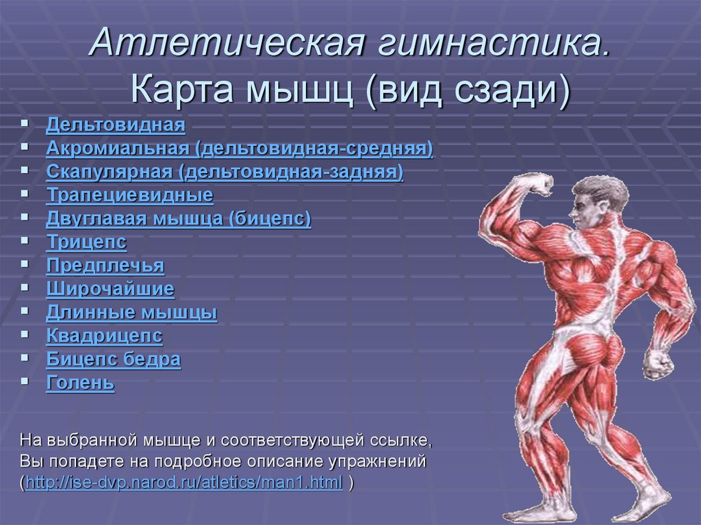 Атлетическая гимнастика проект