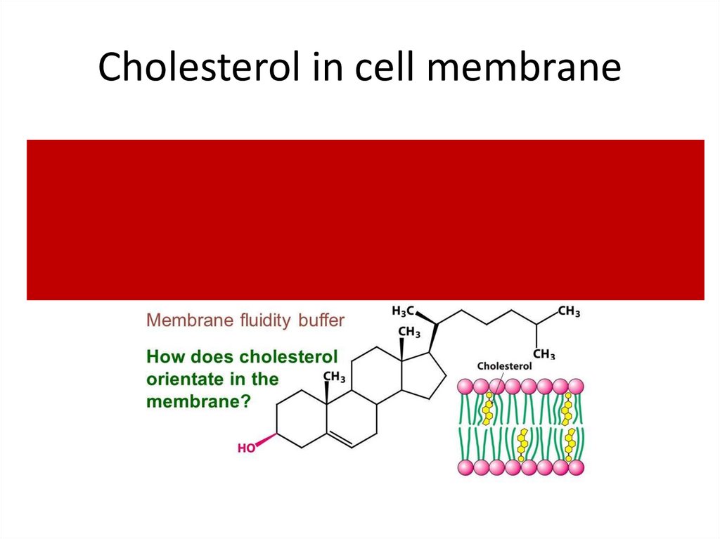 Cholesterol in cell membrane