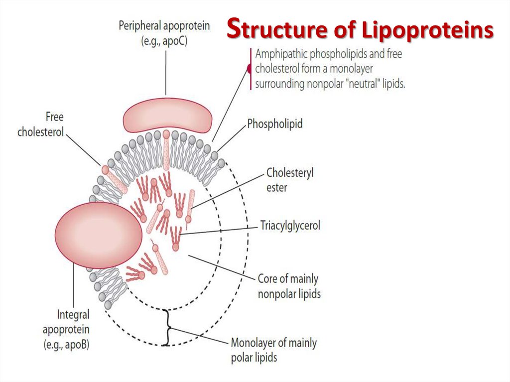 Structure of Lipoproteins