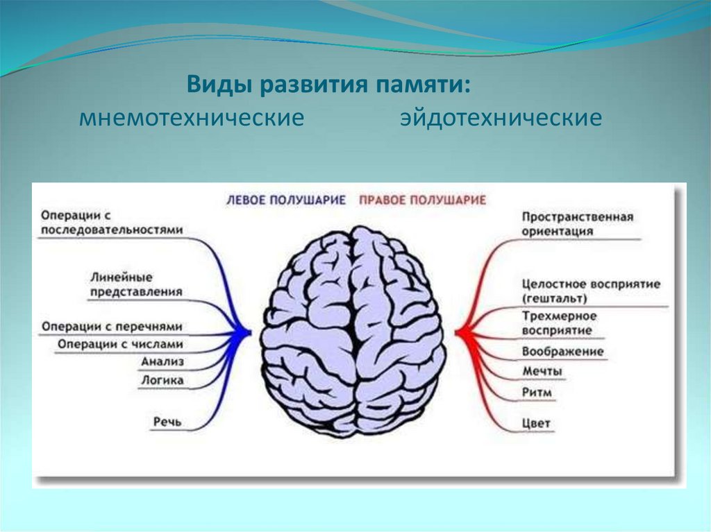 Виды развития памяти: мнемотехнические эйдотехнические  