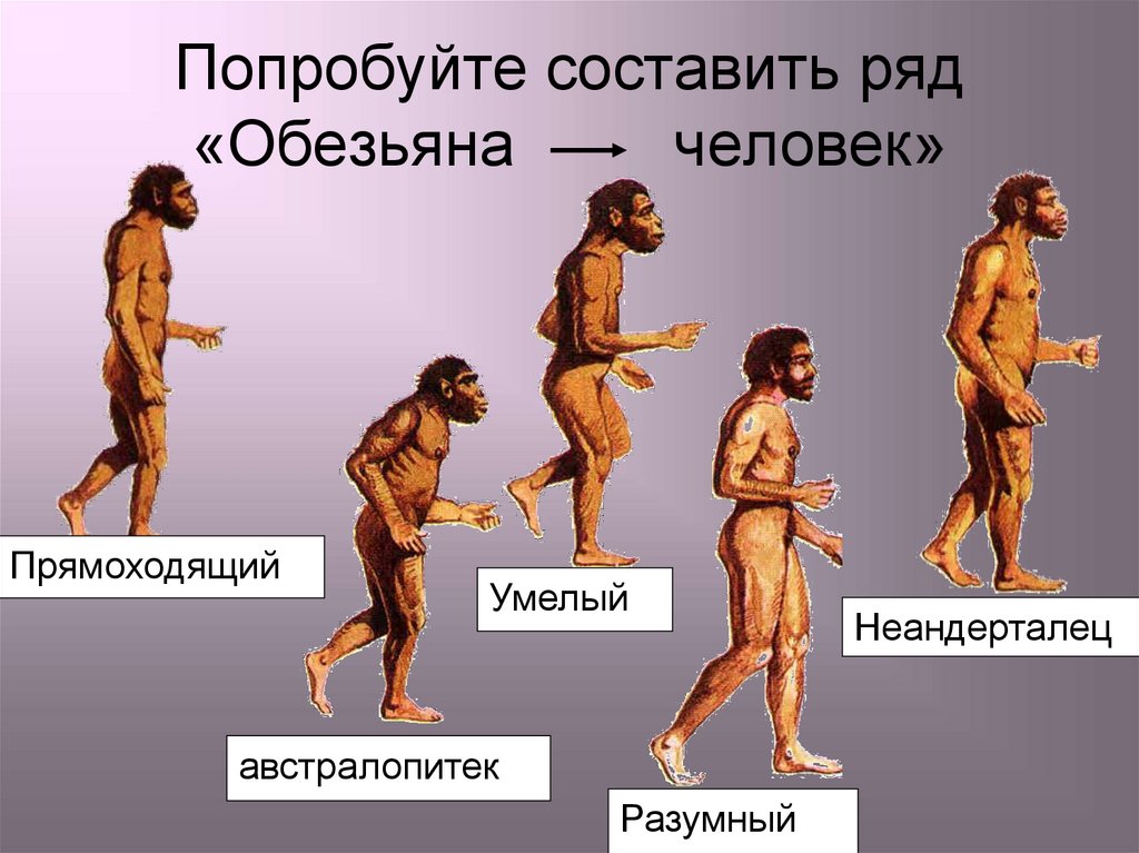 Особенности эволюции человека презентация 10 класс