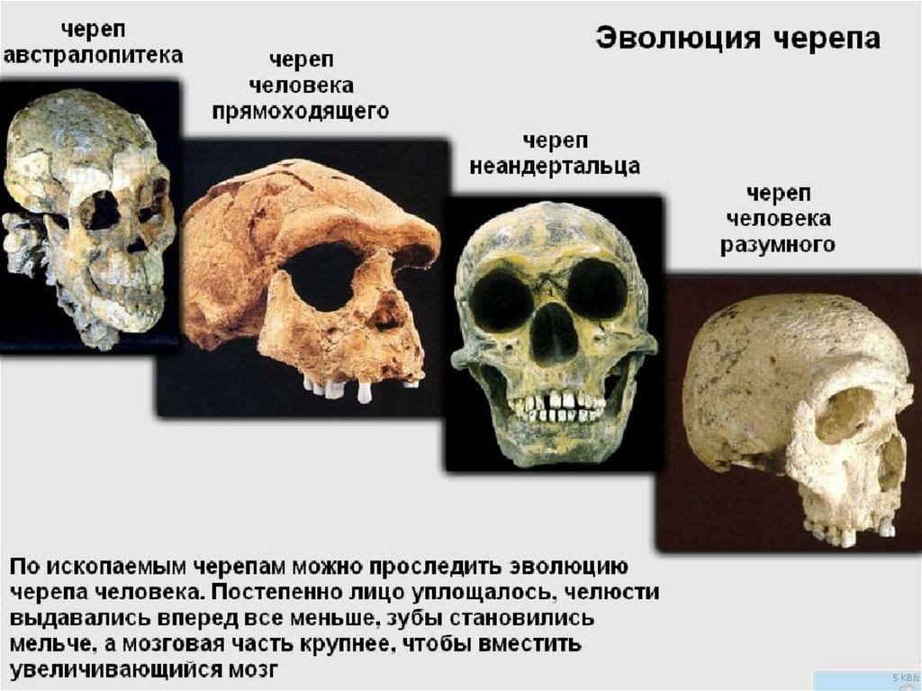 Антропологический облик древних людей презентация