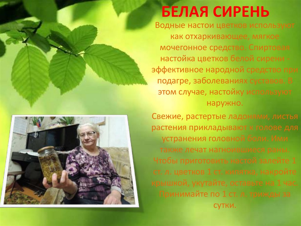 белая сирень