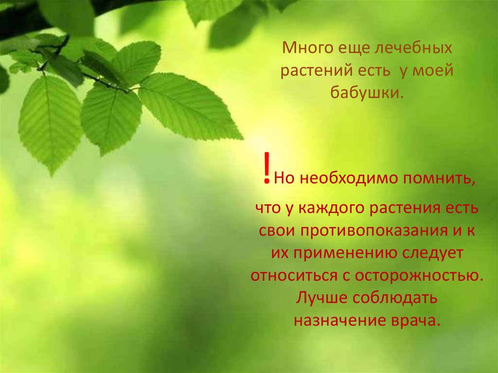 Много еще лечебных растений есть у моей бабушки. !Но необходимо помнить, что у каждого растения есть свои противопоказания и к