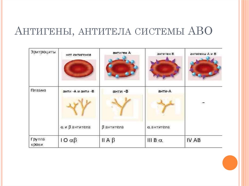 Эритроцитарные группы крови. Антигены эритроцитов системы крови. Антигены и антитела системы АВО. Антигены групп крови системы АВО. Антигены эритроцитов системы резус.