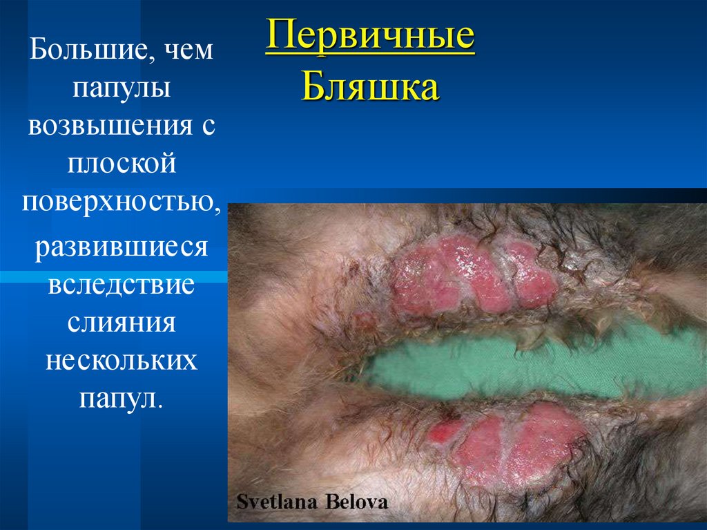 Первичные Бляшка