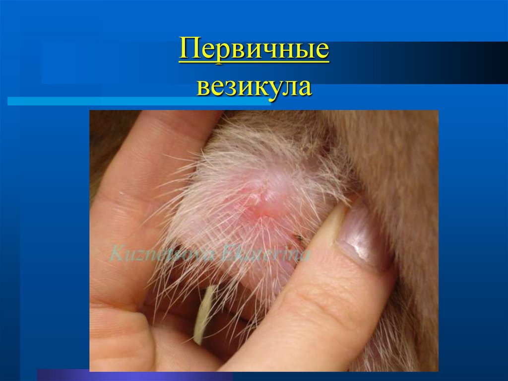 Первичные везикула