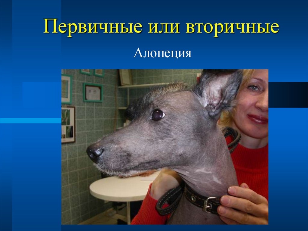 Первичные или вторичные