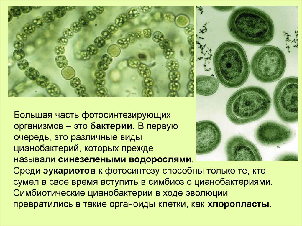 Из перечисленных организмов способны к фотосинтезу