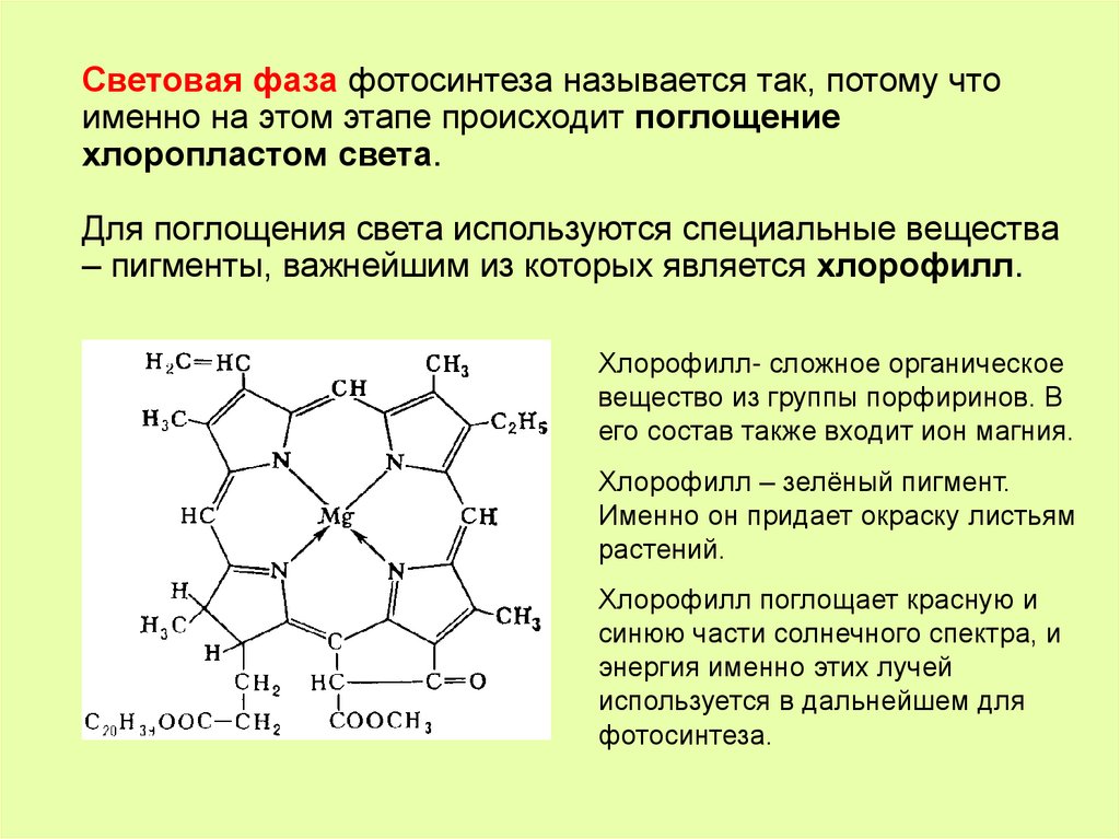 В состав молекулы хлорофилла входят