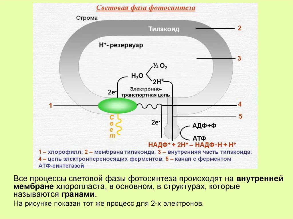Световая фаза фотосинтеза последовательность процессов. Первичные процессы фотосинтеза. Изобразите процесс фотосинтеза..