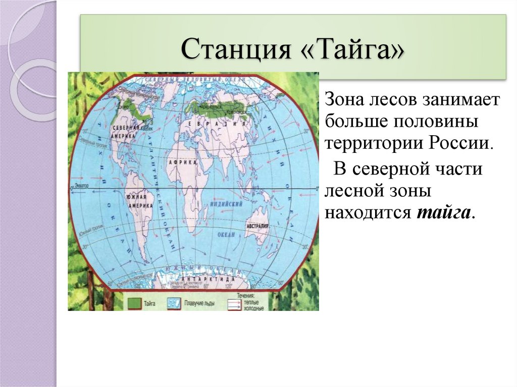 Где находится тайга. Расположение тайги. Где находится Тайга на карте. Тайга на карте полушарий. Где находится зона тайги.