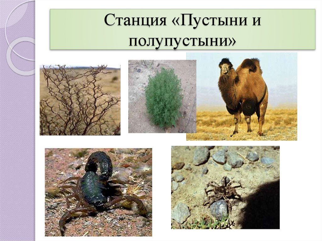 Растения пустыни 5 класс биология. Растения и животных полупустынь. Растения полупустынь.