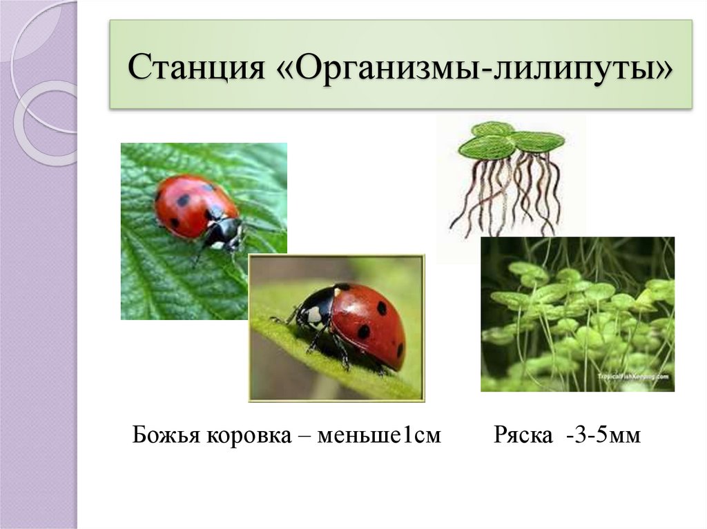 6 организмов. Многообразие живых организмов 6 класс биология. Организм это в биологии 6 класс. Разнообразие живого мира 5 класс. Биология 6 класс биология живые организмы.