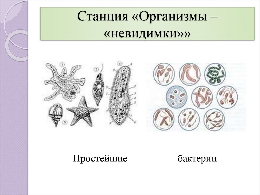 Простейшие бактерии. Простейшие микроорганизмы примеры. Свойства живых организмов и уровни организации живого. Бактерии или простейшие.