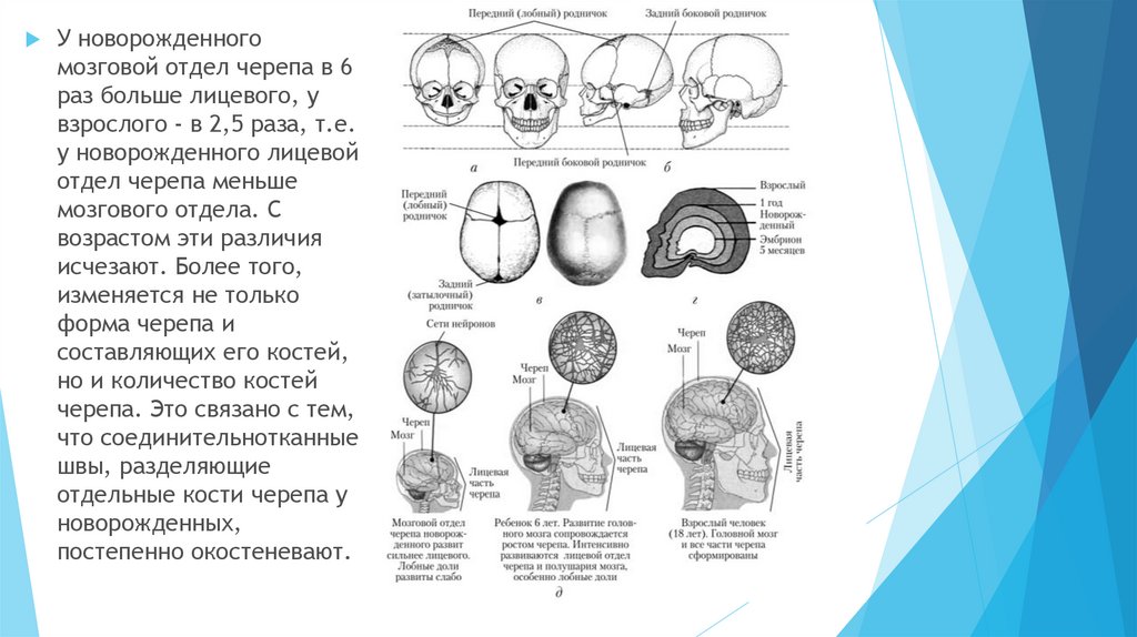 Родничок долго. Роднички черепа анатомия. Свод черепа анатомия. Швы черепа анатомия человека. Швы черепа у новорожденного названия.