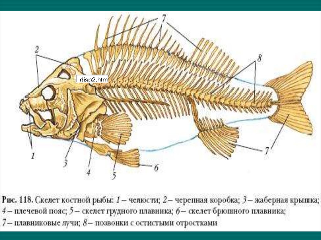 Какой скелет у костных. Скелет костной рыбы рис 113. Опорно двигательная система костных рыб. Строение опорно двигательной системы у рыб. Опорно двигательная система рыб схема.