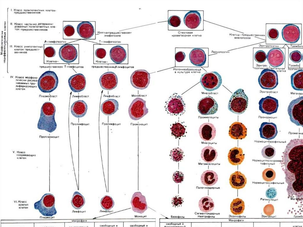 Развитие клеток крови. Схема кроветворения гистология. Этапы дифференцировки клеток крови. Современная схема кроветворения эритропоэз. Кровь схема кроветворения.