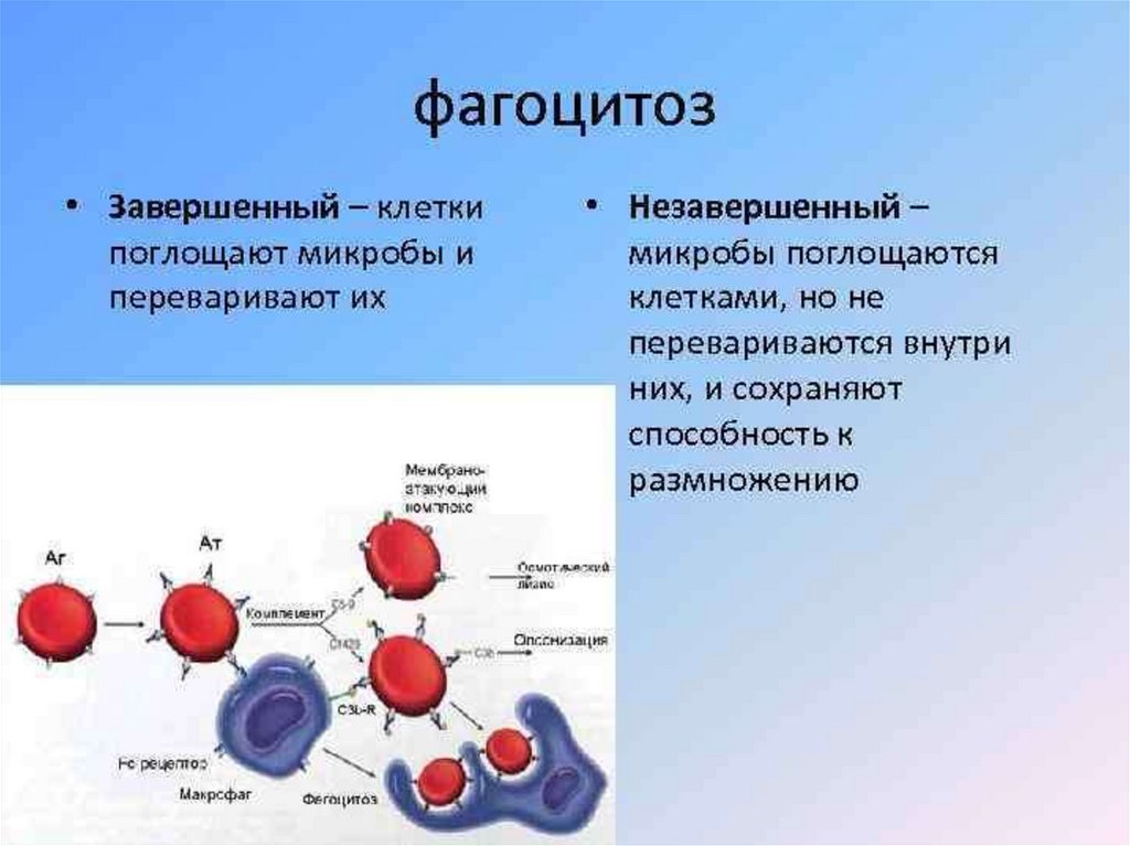 Фазы фагоцитоза схема