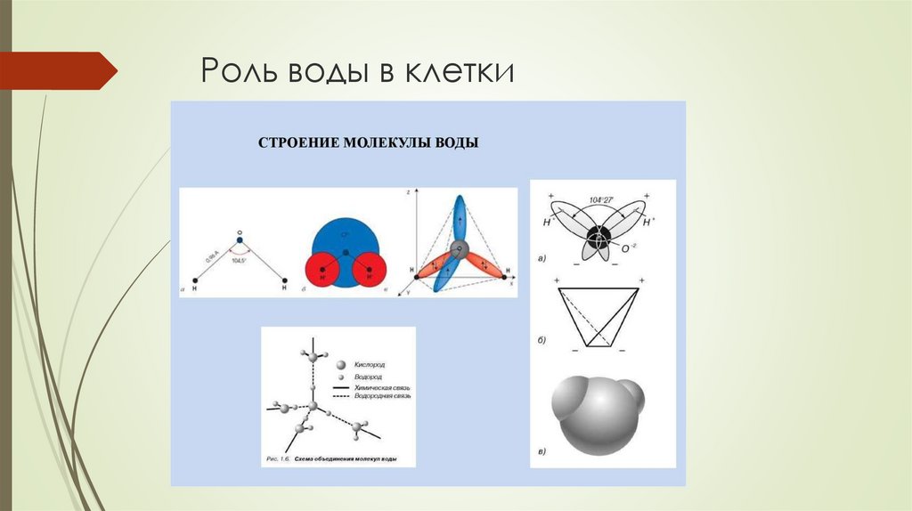 Роль воды в клетки