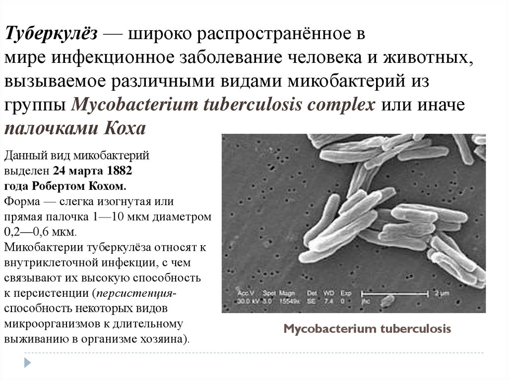 Презентация по фтизиатрии туберкулез