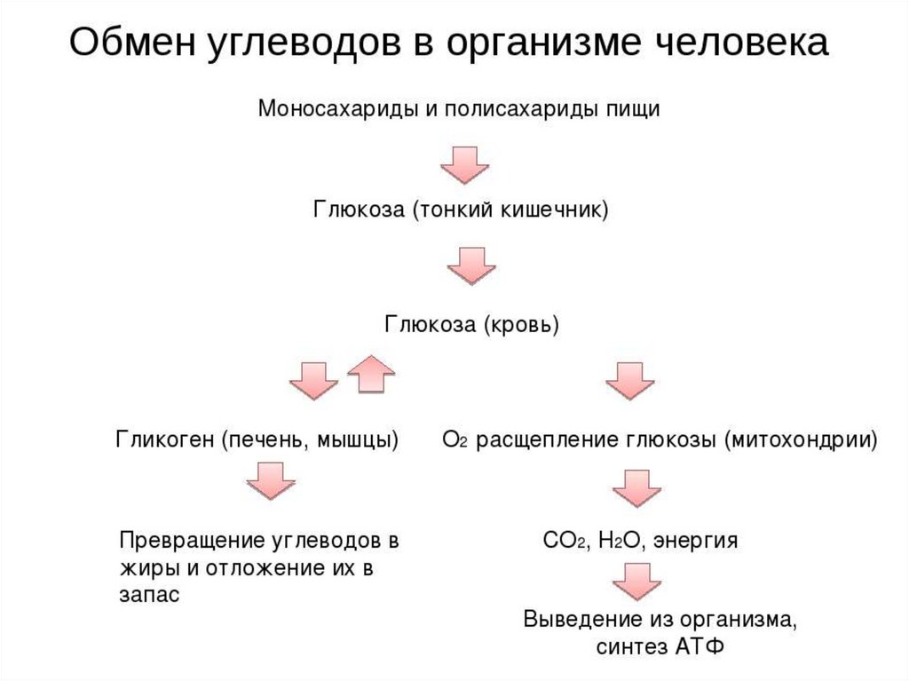 Как происходит обмен углеводов. Обмен углеводов схема. Схема обмена веществ углеводов. Метаболизм углеводов в организме человека. Процессы метаболизма углеводов в организме.