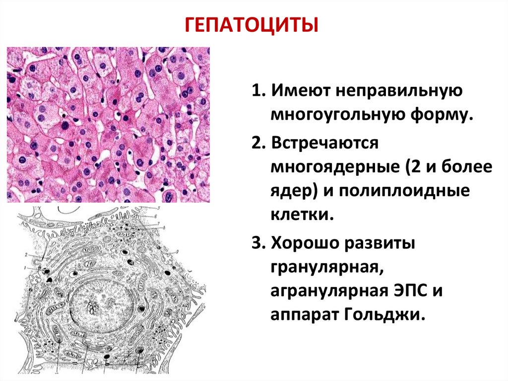Количество клеток печени. Гепатоциты печени гистология. Гепатоцит строение гистология. Клетки печени гепатоциты. Гепатоциты строение и функции.