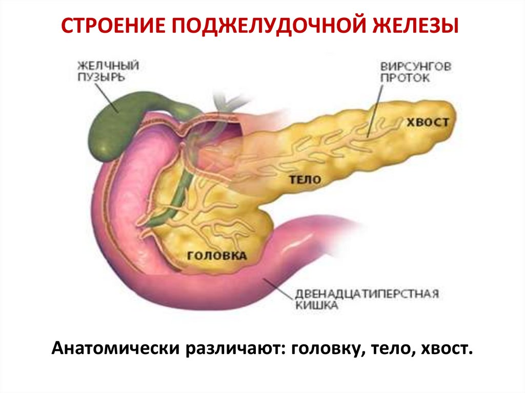 Структурные изменения поджелудочной железы. Схема строения поджелудочной железы. Строение поджелудочной железы. Анатомия протоков поджелудочной железы. Анатомическое строение поджелудочной железы.