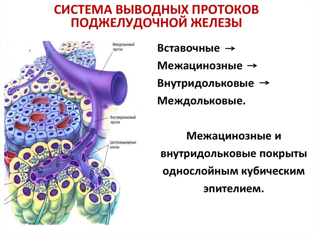 Роль печени и поджелудочной железы. Панкреатический проток. Система выводных протоков. Общий проток поджелудочной железы.