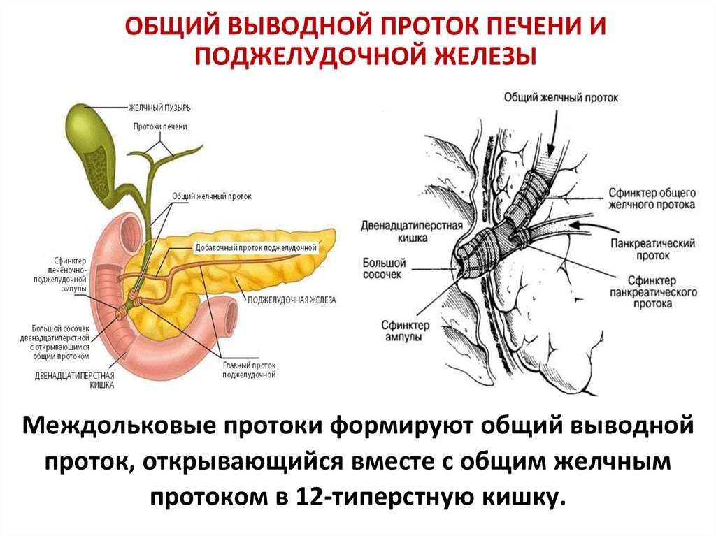 В двенадцатиперстную кишку открываются протоки печени. Выводные протоки поджелудочной железы.