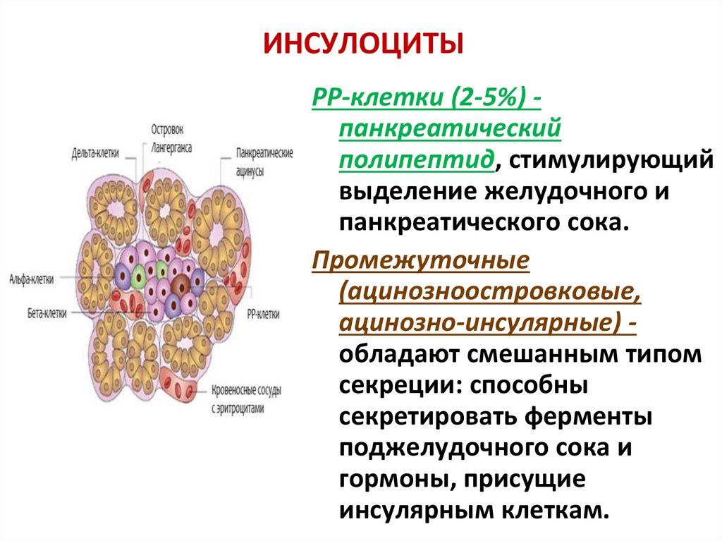 Инсулин гормон клеток островков лангерганса. Инсулоциты. Типы инсулоцитов. Инсулоциты поджелудочной железы. Голокриновый Тип секреции.