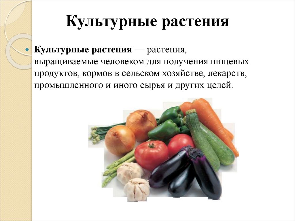 Класс культурных растений. Общая характеристика и классификация культурных растений. Характеристика культурных растений. Культурные растения 5 класс технология. Классификация культурных растений презентация.