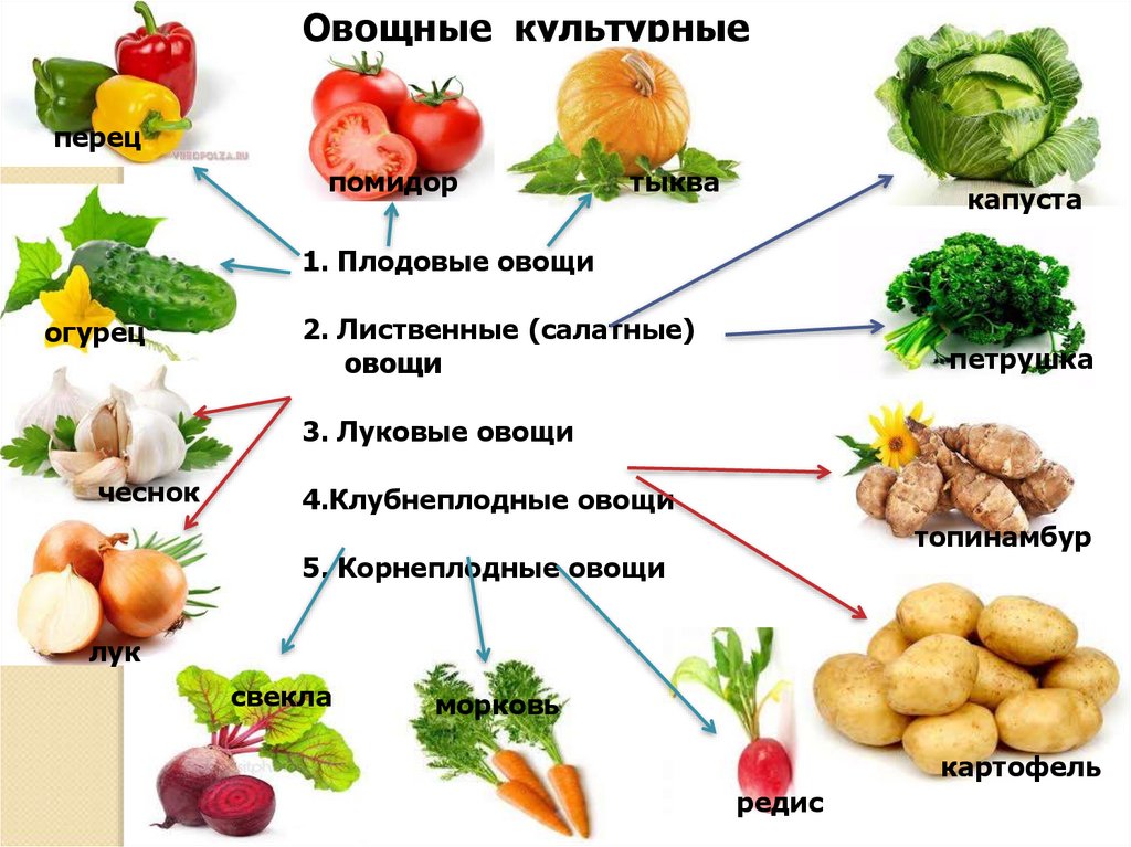 Существует ли овощи. Овощные культурные растения. Овощные культурныетрастения. Овощные культуры примеры. Овощные растения примеры.