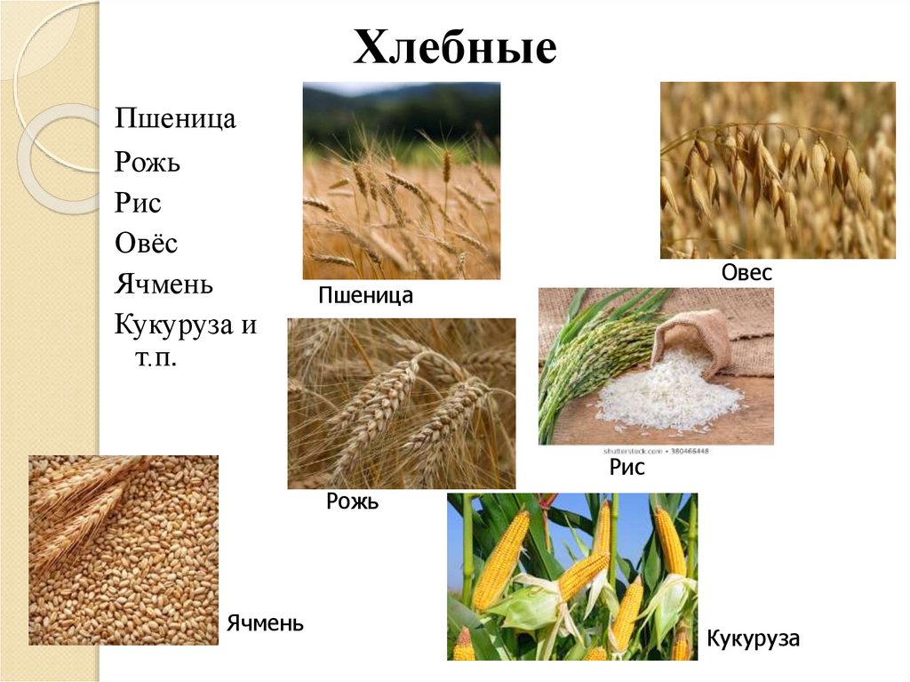 Общая характеристика и классификация культурных растений технология 5 класс презентация