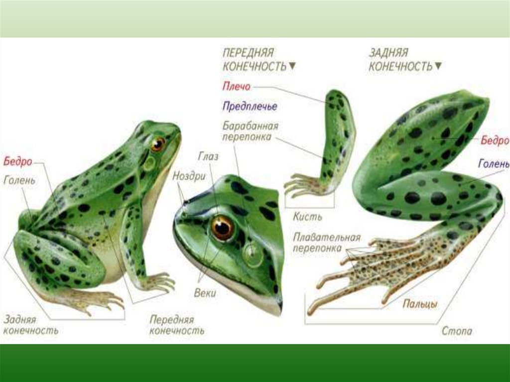 Органы земноводных. Внешнее строение головы лягушки. Внешнее строение земноводных амфибий. Строение передних и задних конечностей лягушки. Внешнее строение Озерной лягушки.