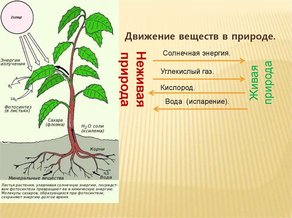 По какой части стебля передвигается вода. Передвижение веществ у растений. Схема передвижения веществ у растений. Передвижение веществ по растению. Передвижение Минеральных веществ в растении.