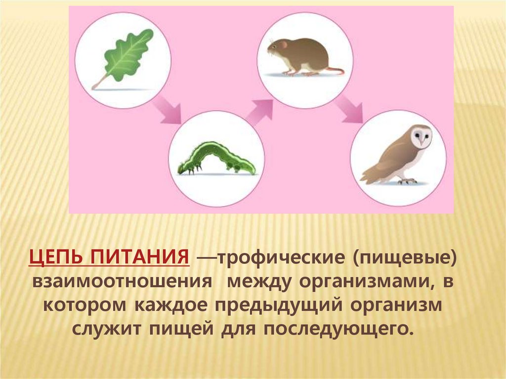 Последовательность появления организмов при формировании биоценоза