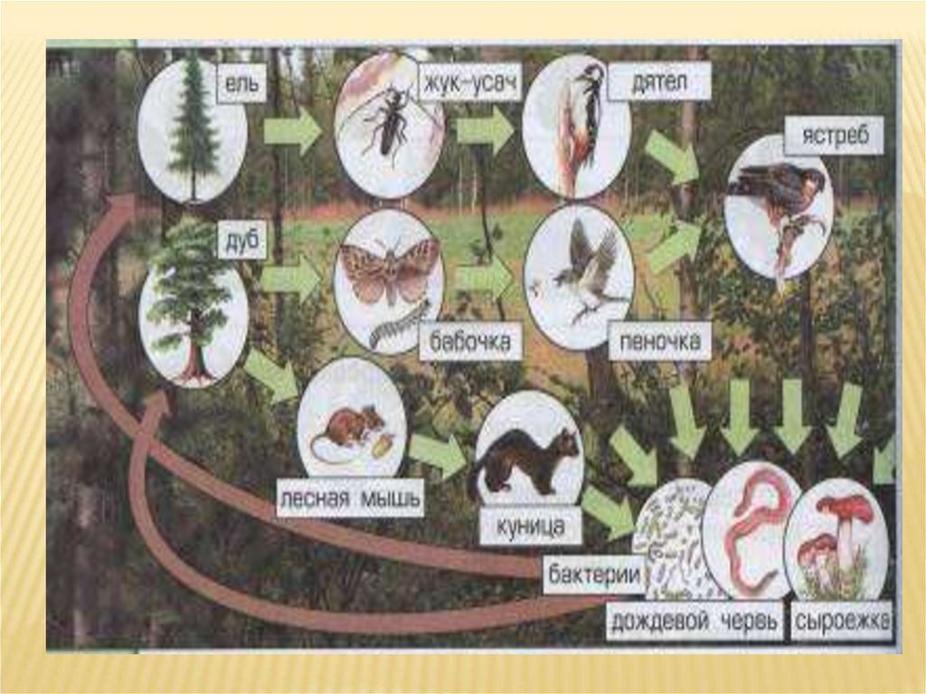 Рисунок сообщество биология 5 класс. Схемы цепей питания в Лесном сообществе. Пищевая цепочка лесного сообщества. Цепь питания лесного сообщества. Пищевая цепь лесного сообщества.