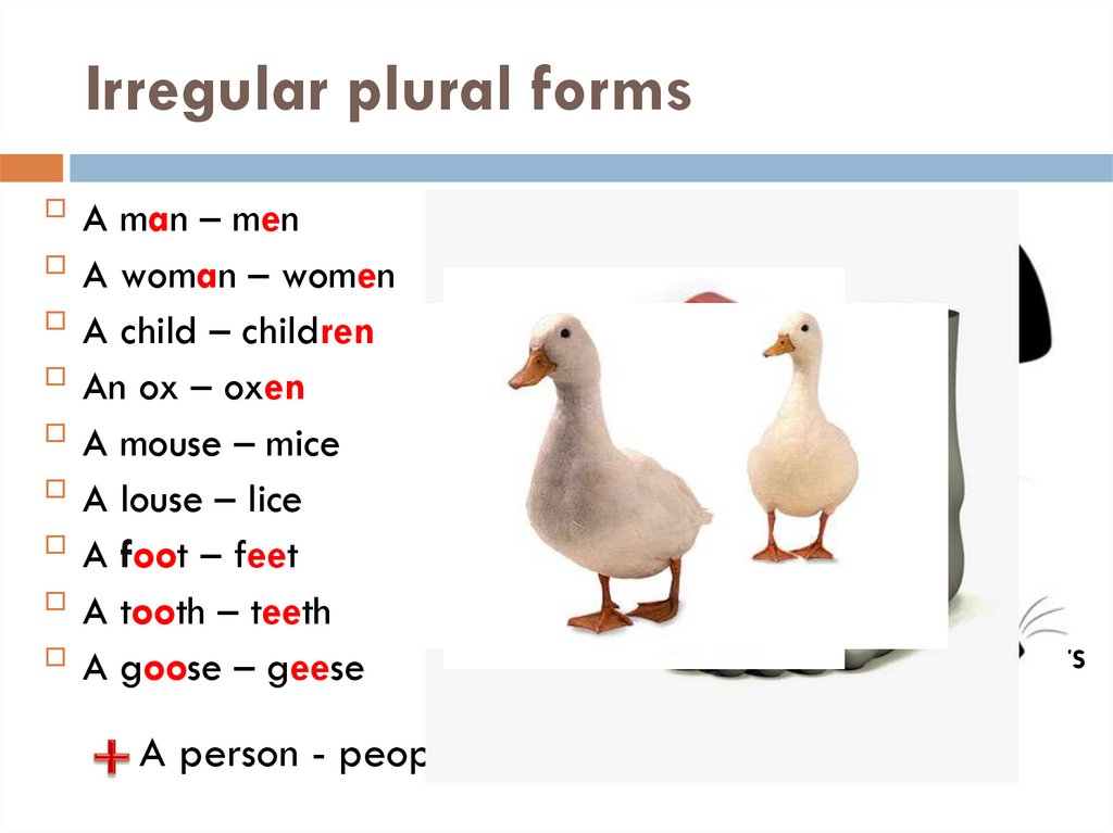 What Is The Plural Word For Goose