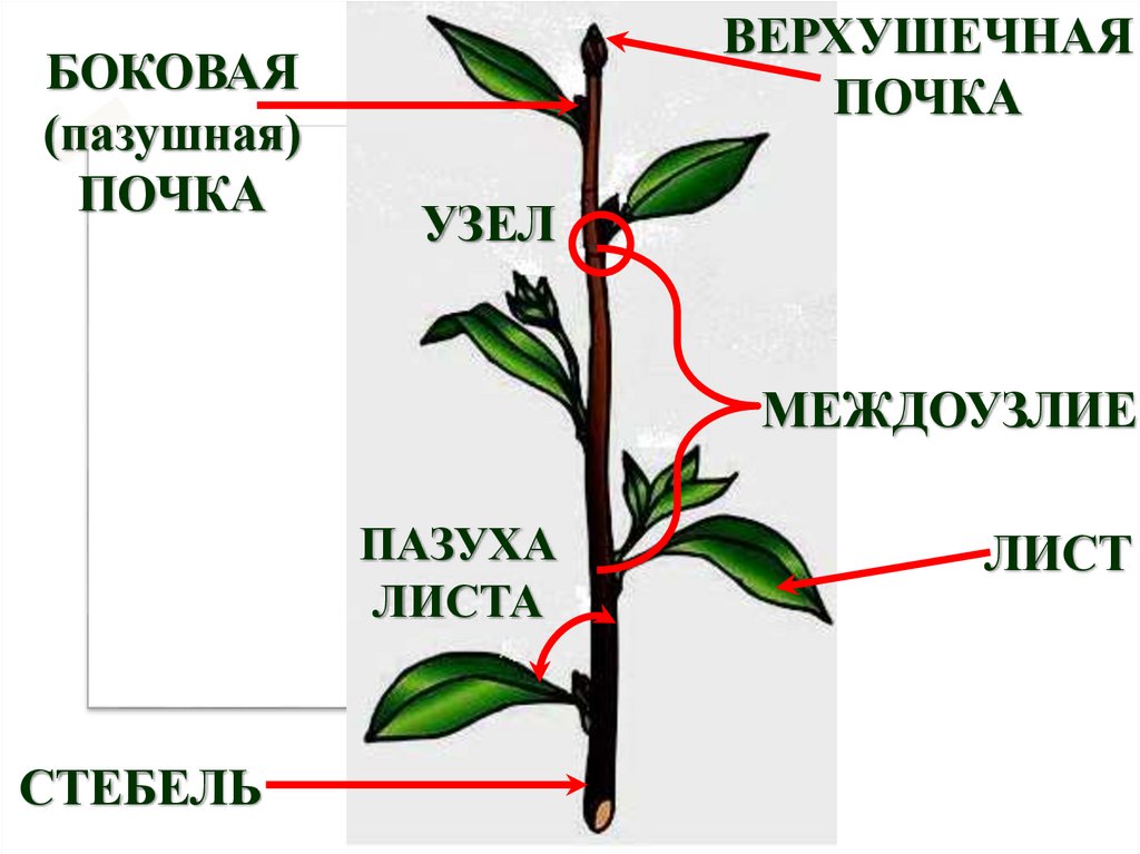 Где боковая почка у растений. ПАЗУШНАЯ почка у побега. Верхушечные и пазушные почки. Верхушечные почки растений. ПАЗУШНАЯ почка у растений.