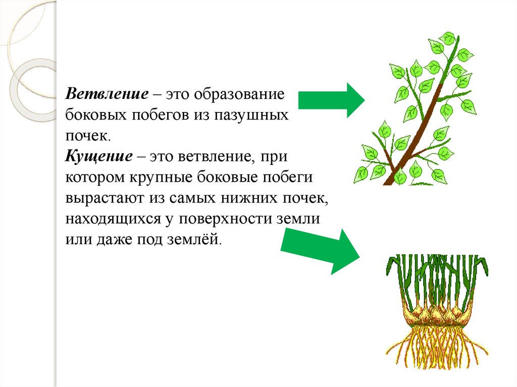 Побег 6 класс биология презентация. Ветвление и кущение побегов. Ветвление побега побега. Ветвление побега образование. Кущение побега.