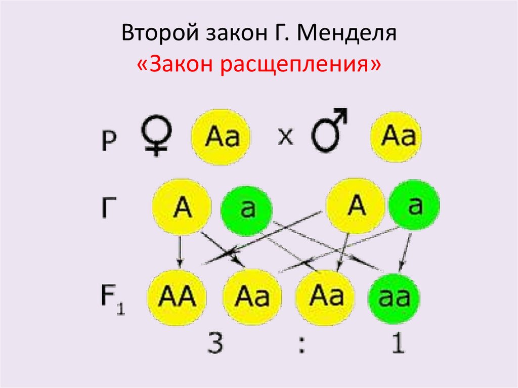 Второй закон г менделя закон расщепления