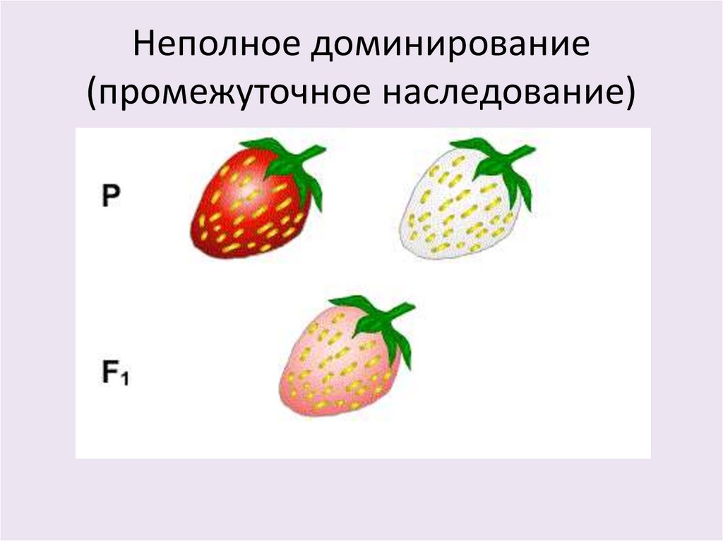Неполное доминирование (промежуточное наследование)