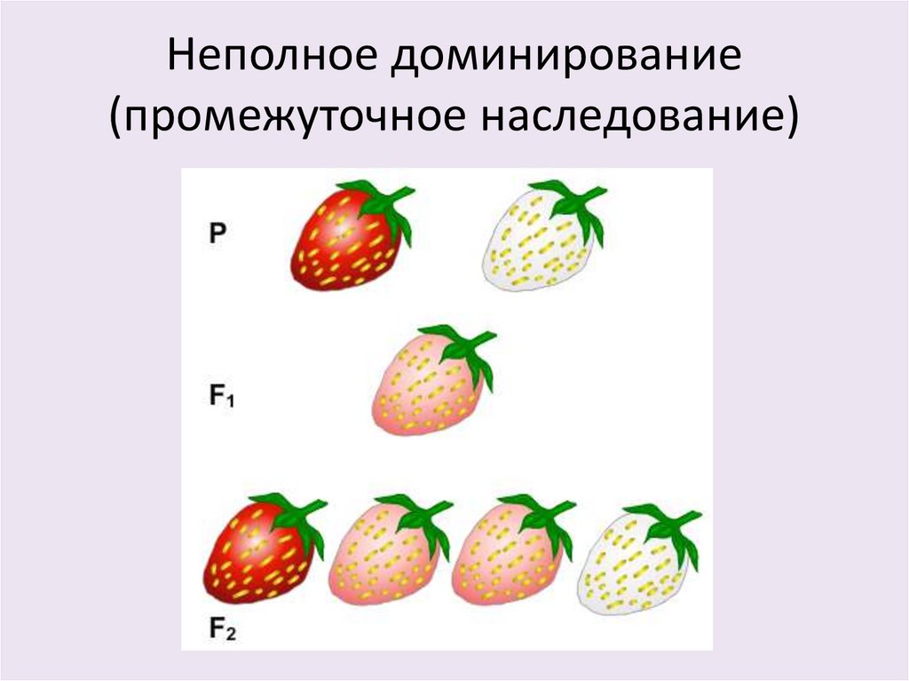 Промежуточное наследование презентация