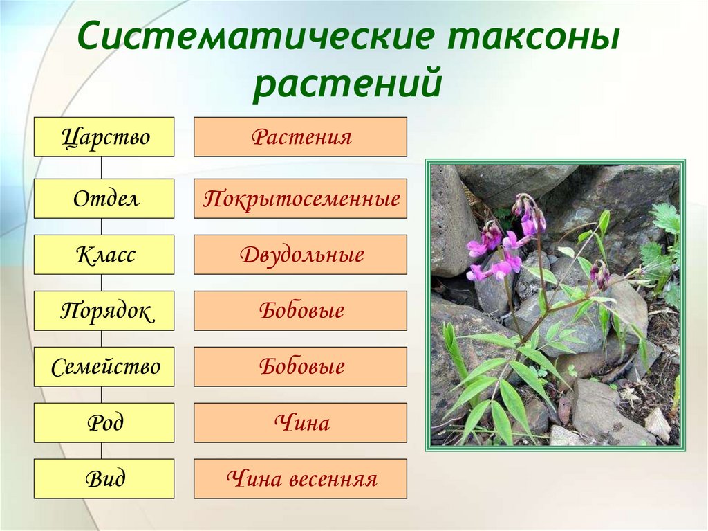 Представленное на фотографии растение представитель систематической группы