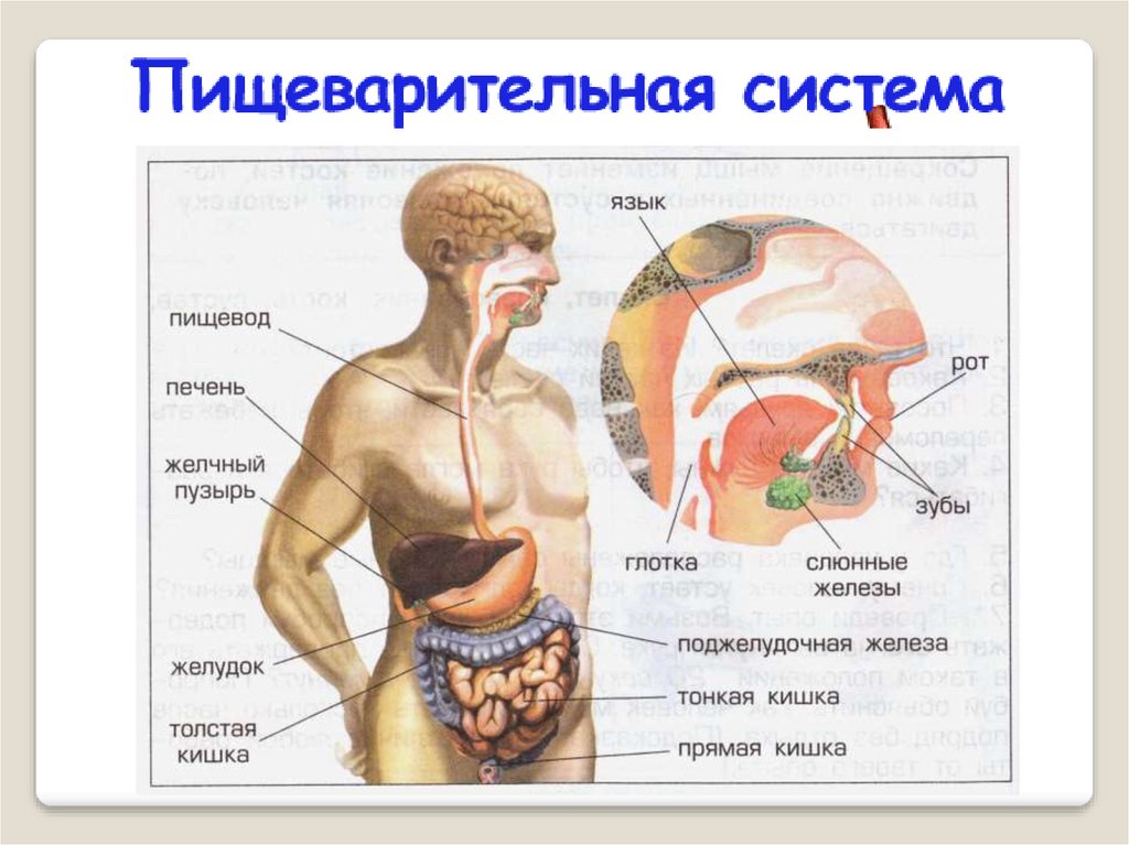 4 системы организма