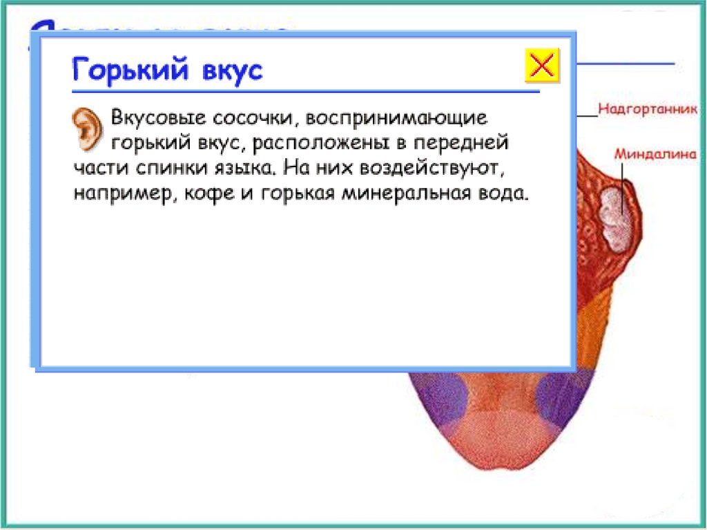 Горький вкус выделений. Рецепторы вкуса на языке схема. Горький вкус выделений. Зоны языка вкусовые рецепторы. Горький вкус выделений.