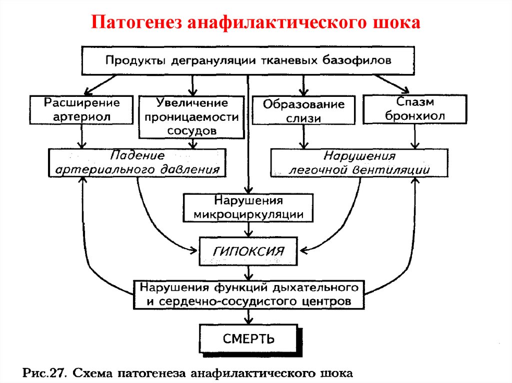 Иммунопатология патофизиология презентация